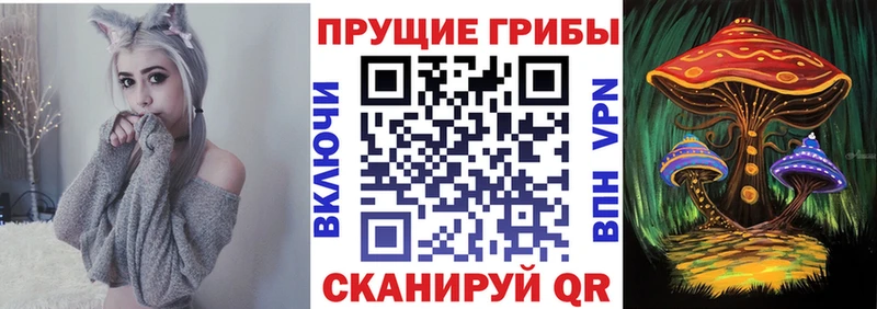 наркошоп  Злынка  Псилоцибиновые грибы Psilocybe 